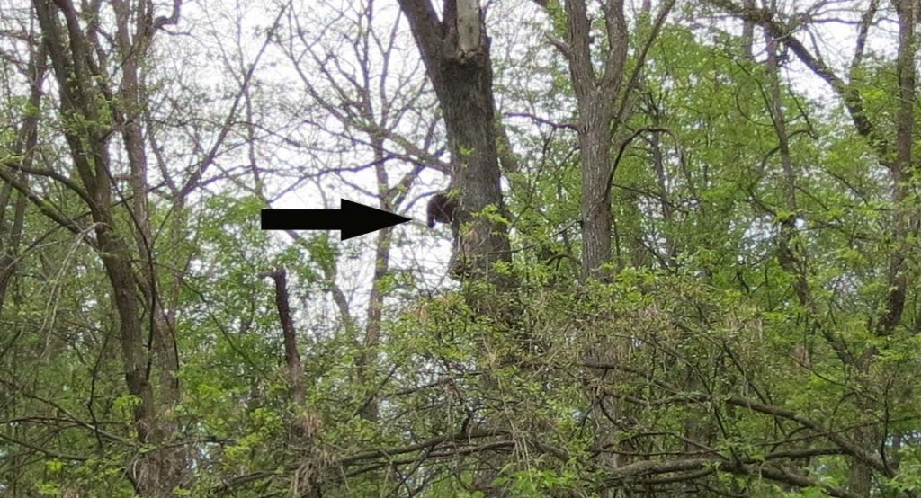 Arrow is pointing to the raccoon in the tree stealing eggs