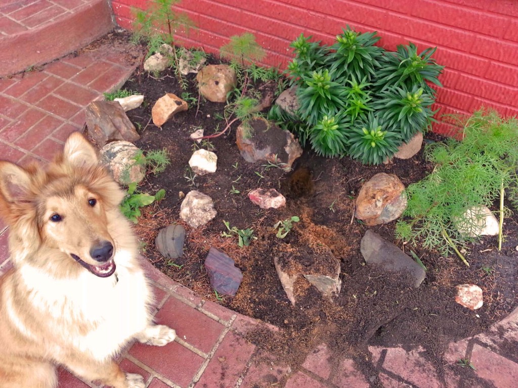 Kaiser by the flower bed