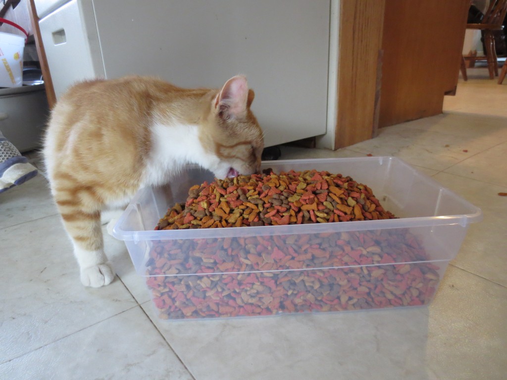 He got the lid off his food and decided it was a 'Buffet'