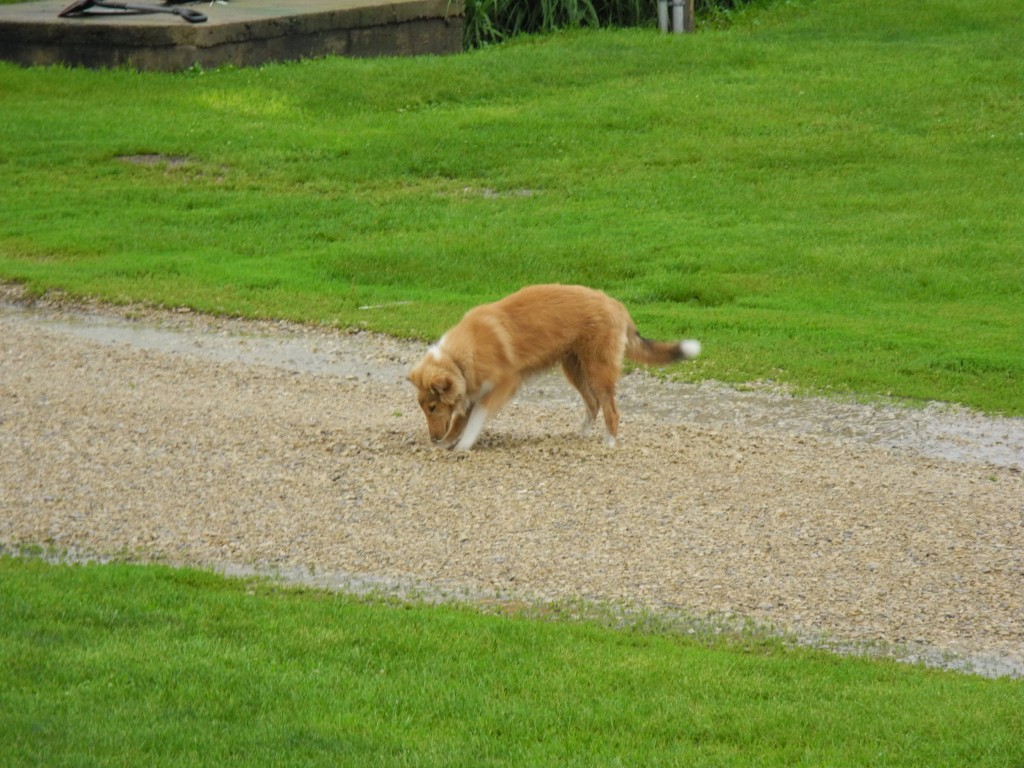 I have no idea what this dog is looking for!