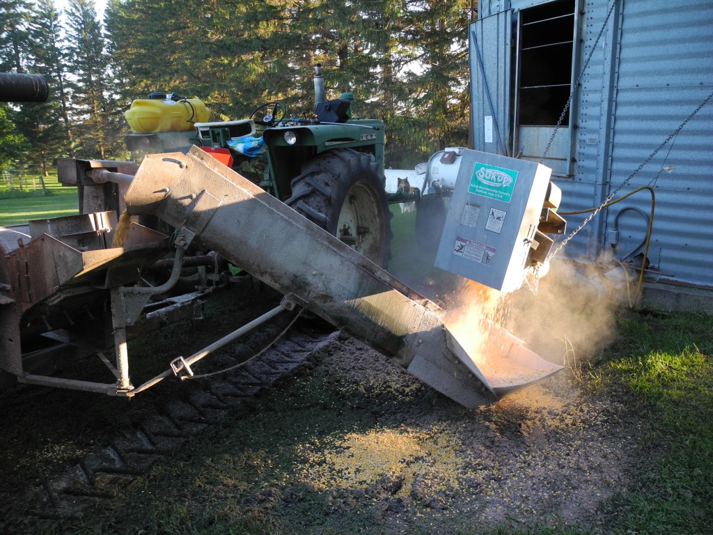 Grinding corn feed for the cows