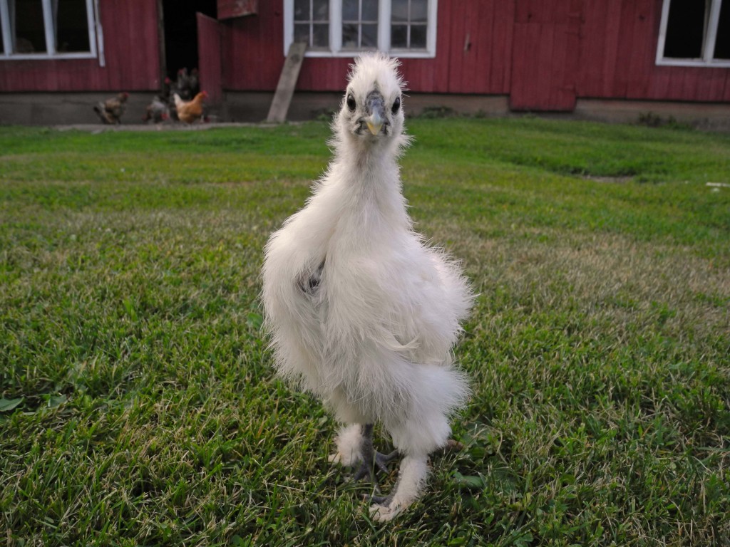 Our new chicken Duff