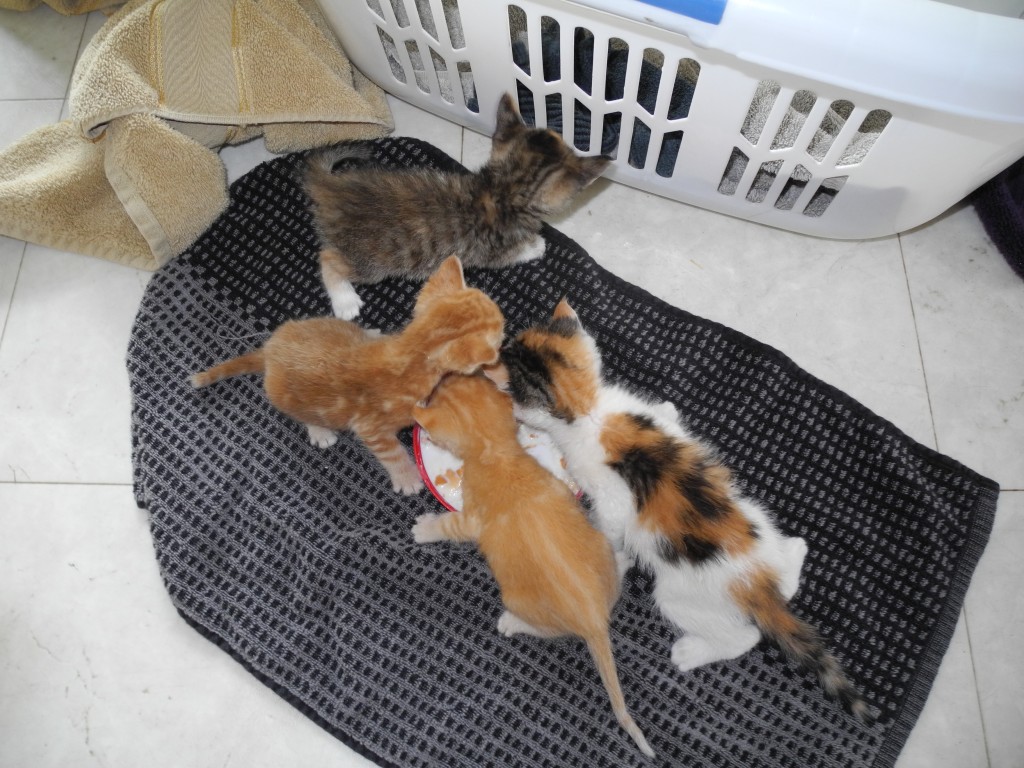 4 baby kitties