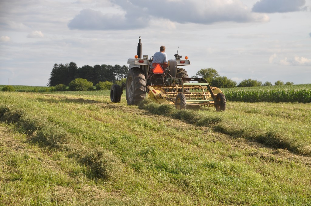 Daryl raking up the hay tonight