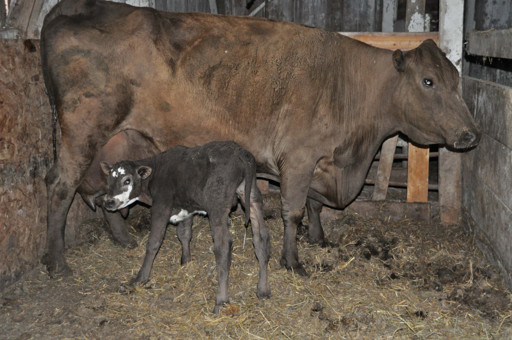 No Ears and her new little calf Earl