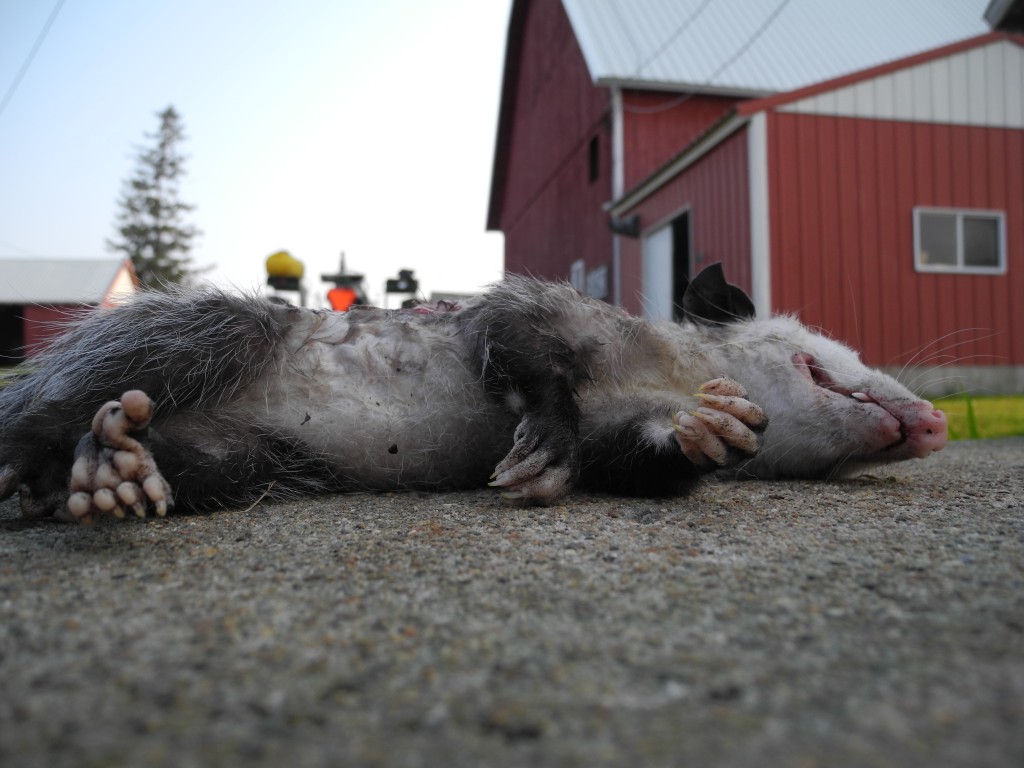 This possum is dead. 