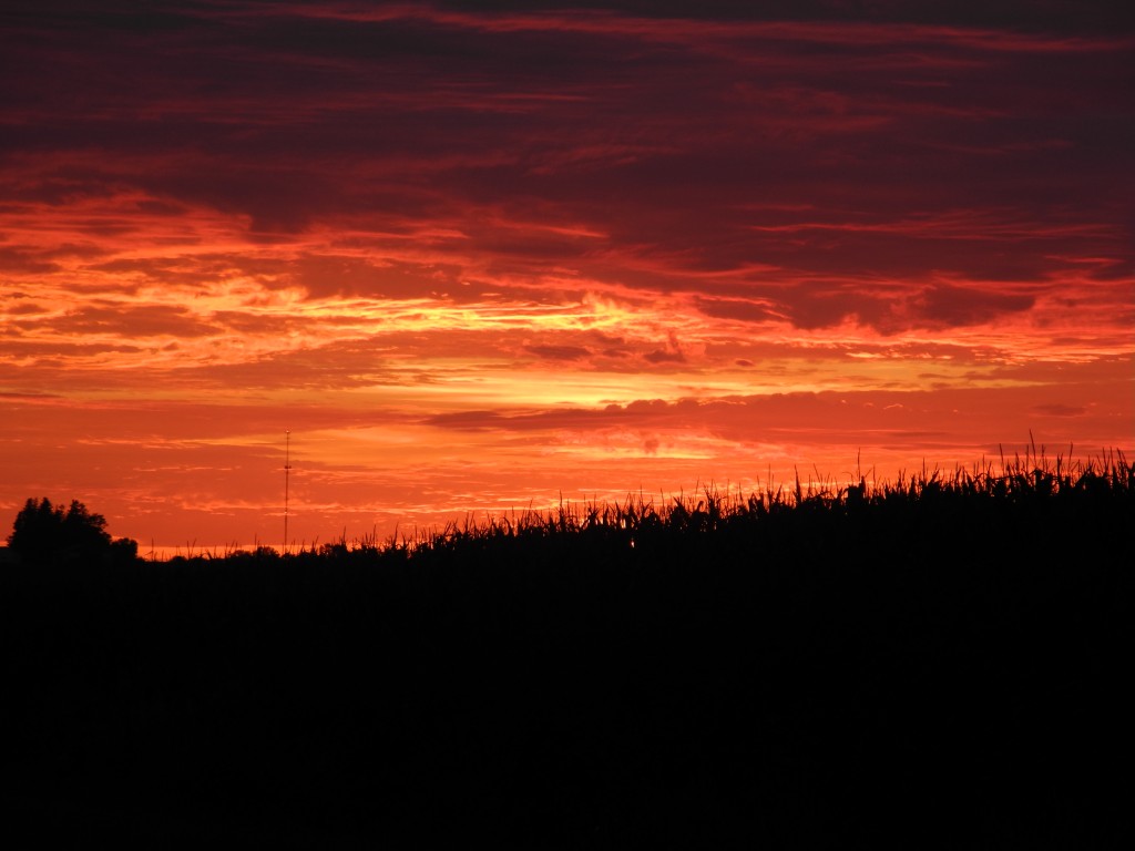 Sunset tonight over the corn field