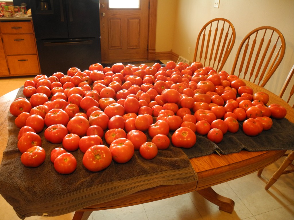 My tomato stash this morning