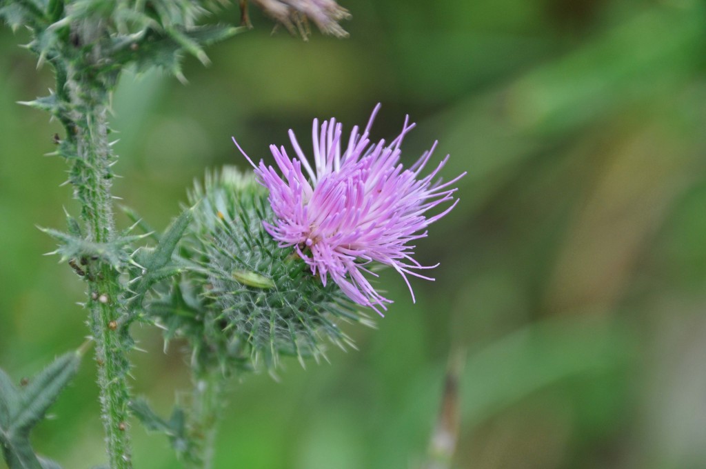 Bull Thistles in my garden