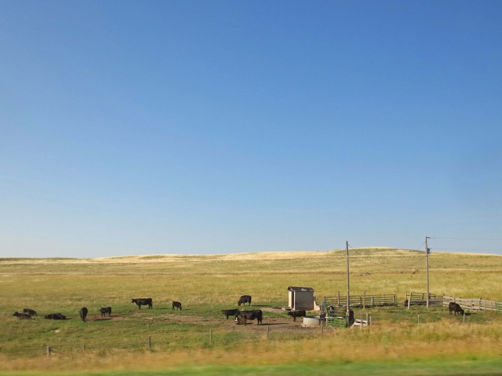 Water break for the cattle