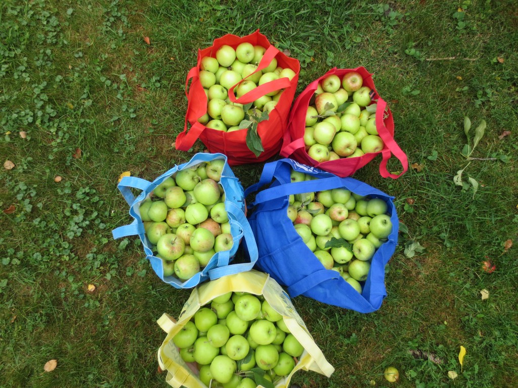 Just getting started to pick our apples