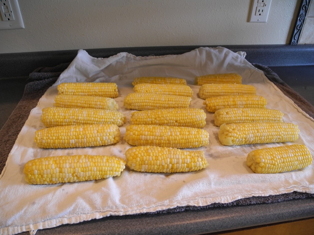 Drying the cobs after they were cooled in ice water