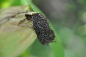 Silk from a field ear of corn