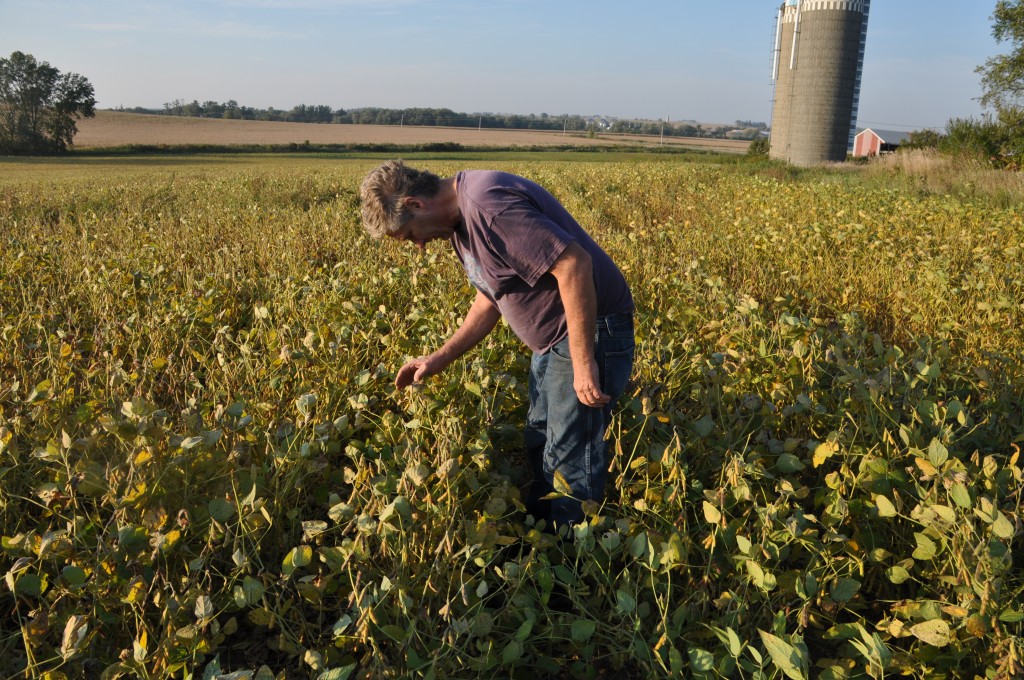 Daryl checking out our soybean crops