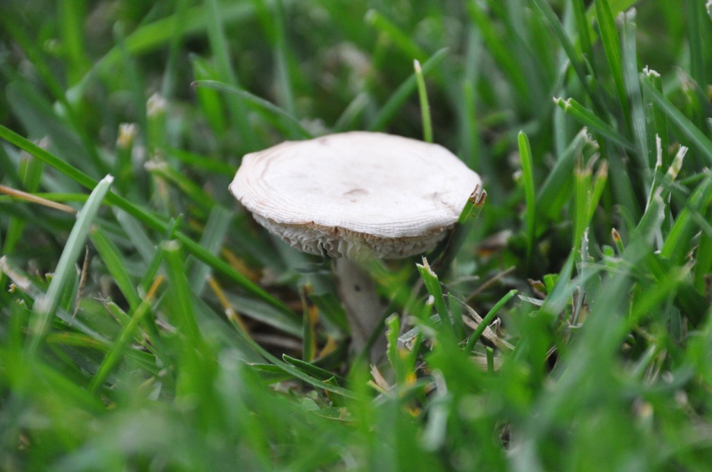 Lawn mushrooms