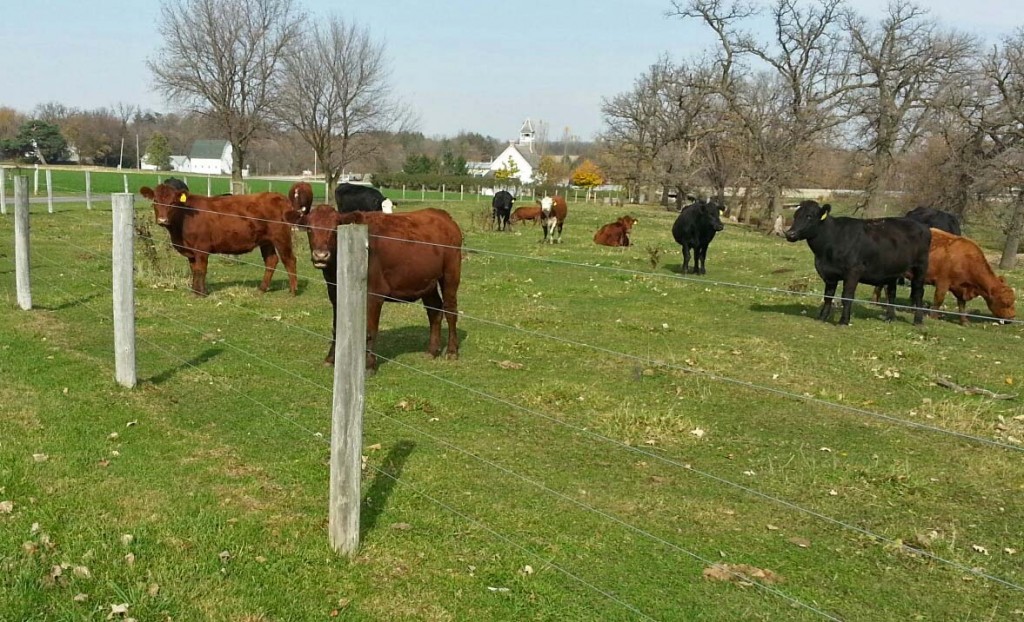 I think these cows have it made! Their pasture has a small creek running through it! 