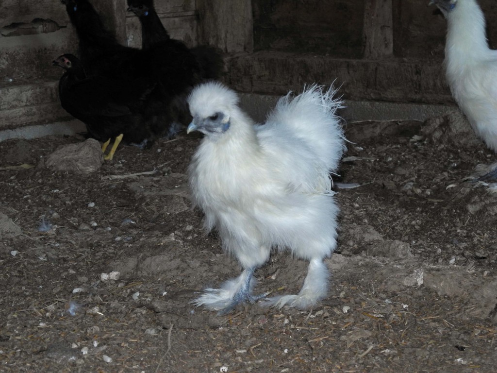 One of our new little chickens. 