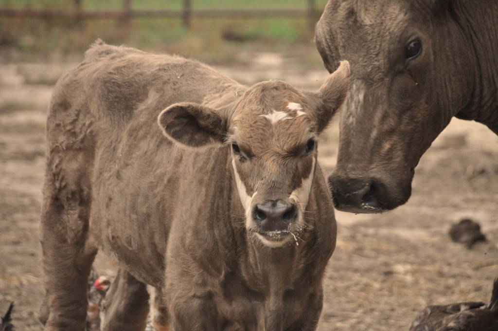 Earl and No Ears just hanging out tonight in the cow yard