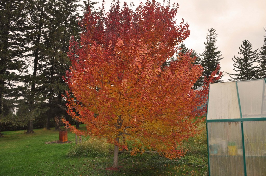 My dad's tree