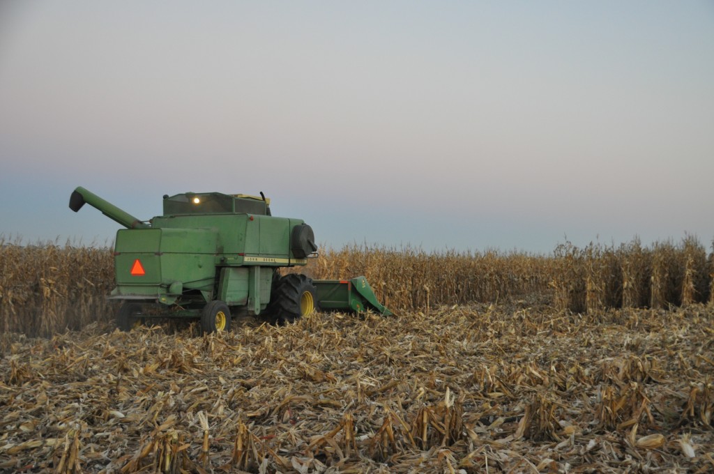 Combining corn 