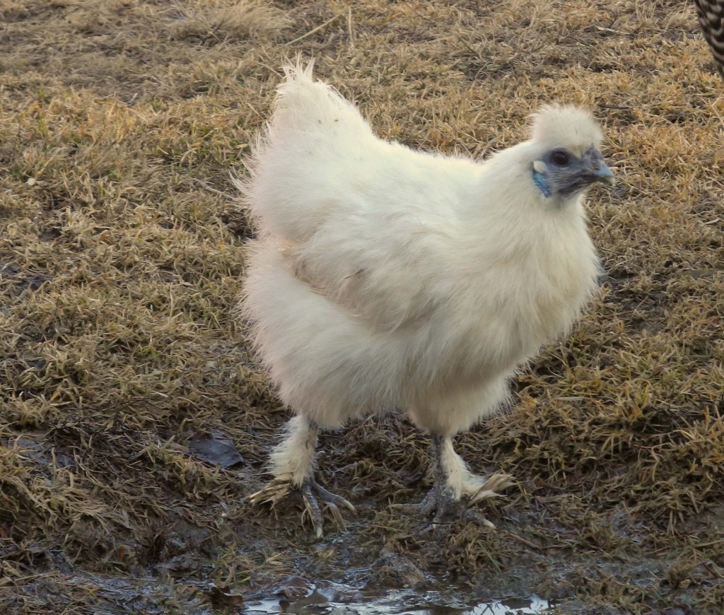 Even the chickens were enjoying the warm mud today!