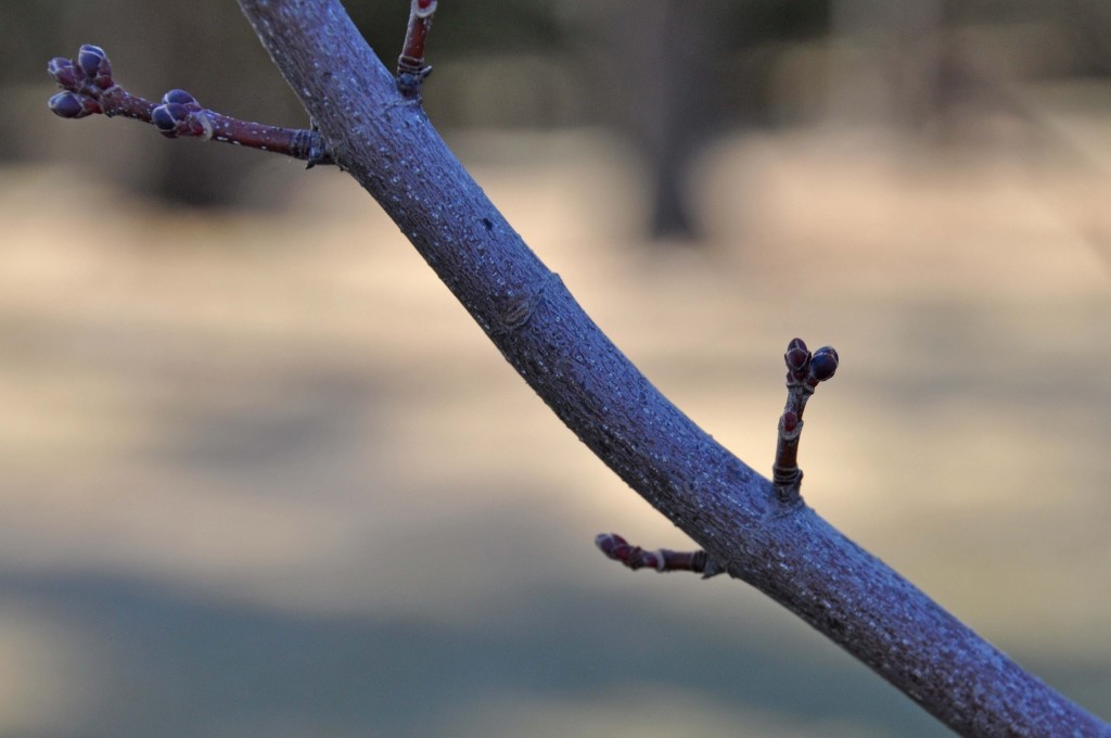 Our red maple tree that we call the 'Grandpa Franzen tree'