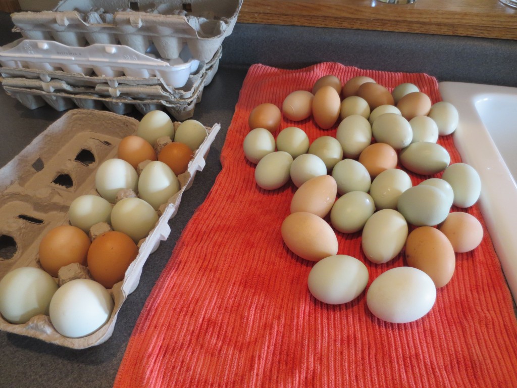 Eggs, Eggs, and more Eggs!