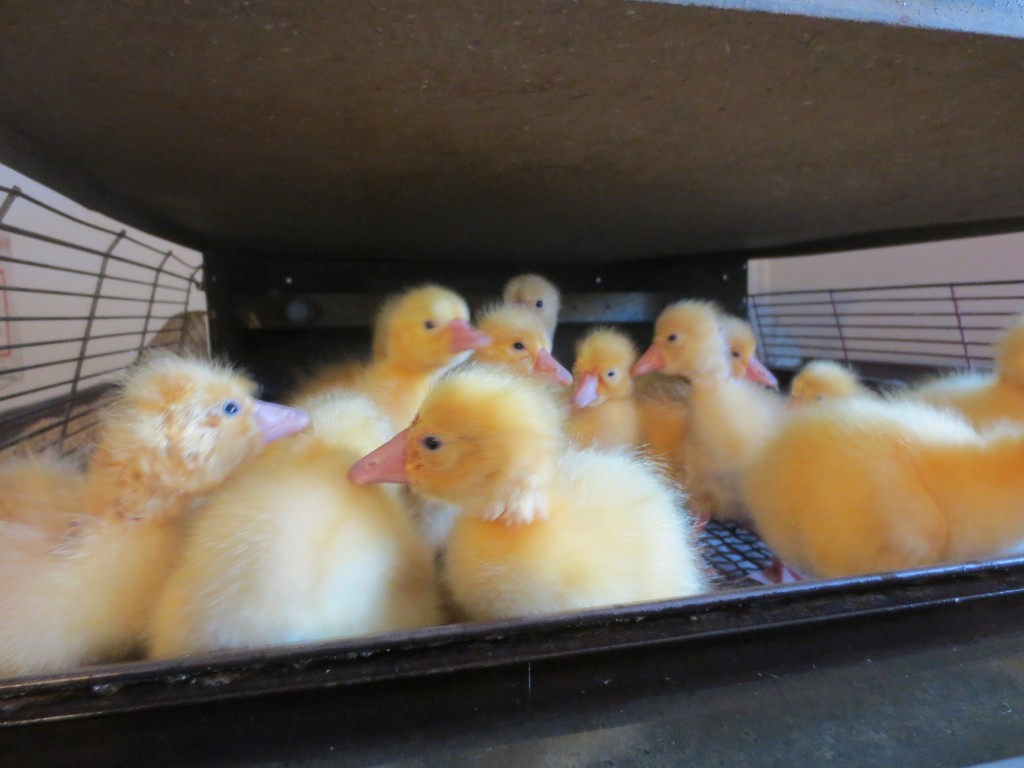 1 day old ducks just hanging out looking pretty darn cute!