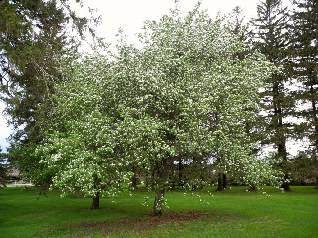 Our apple tree in full bloom