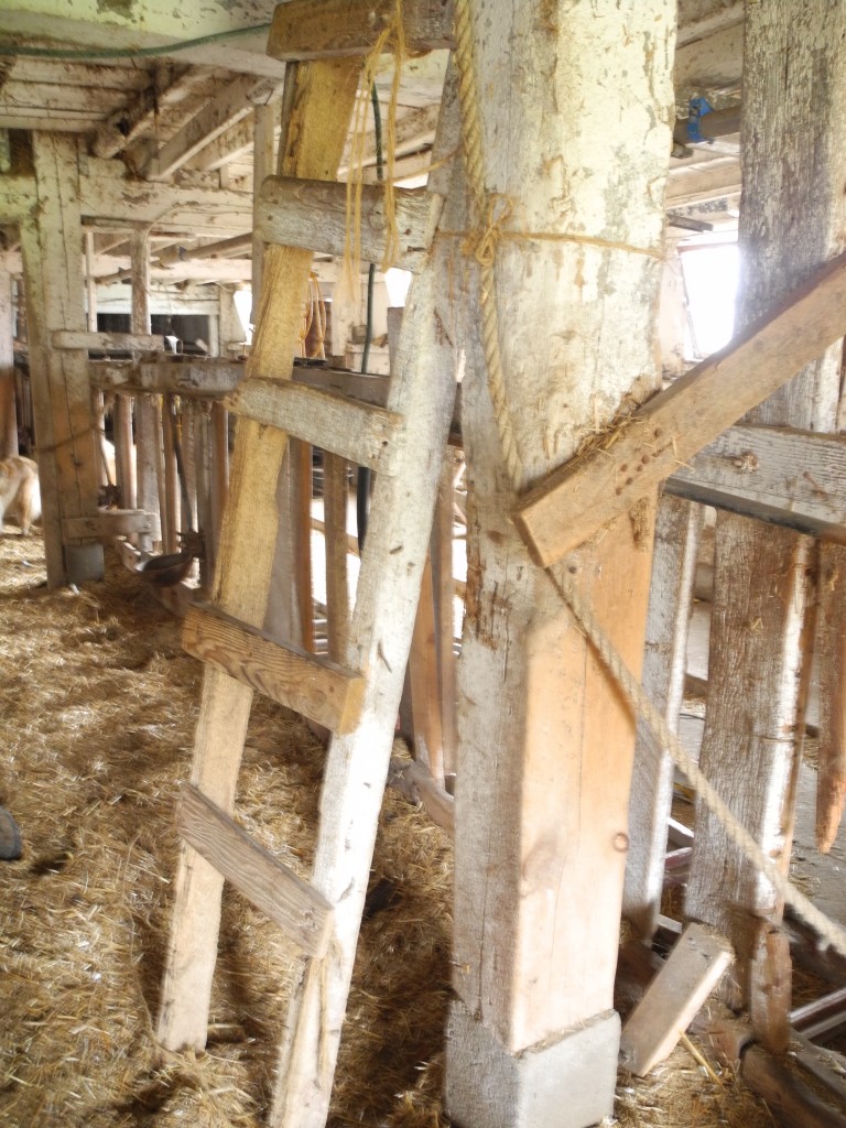 Old barn ladder