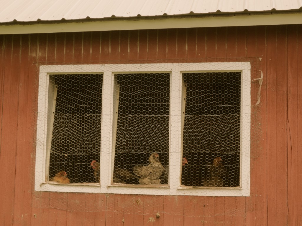 Jailhouse or Chicken house - these chickens think today it's probably both!