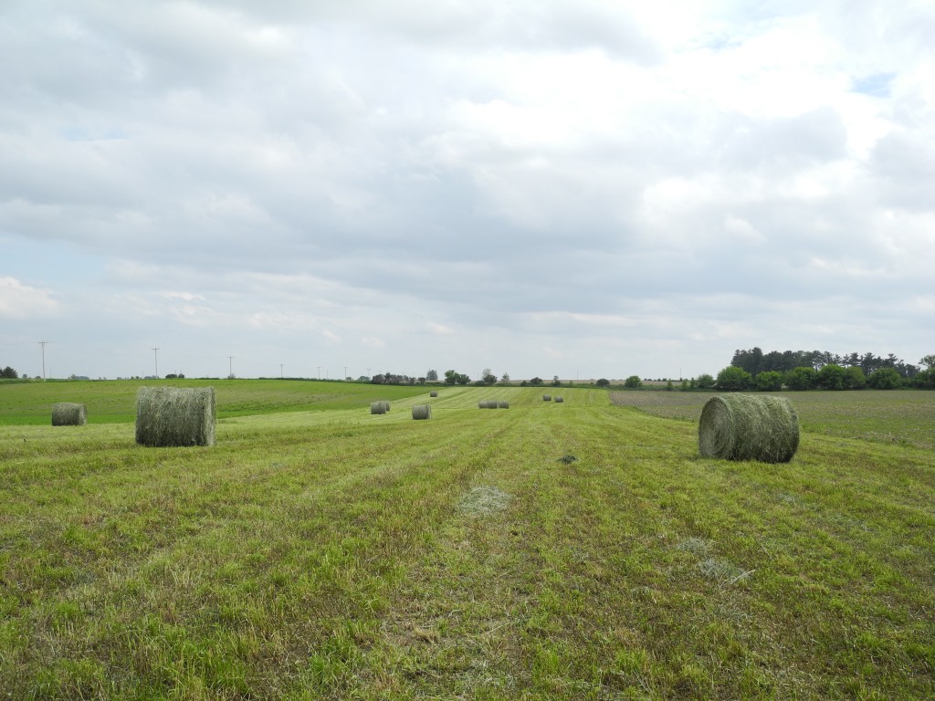 Hay bales just waiting to get picked up to be stored in the shed