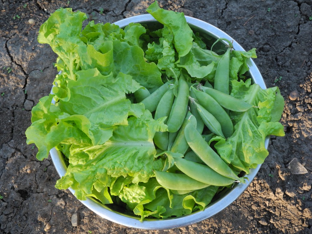 Some snap peas and lettuce