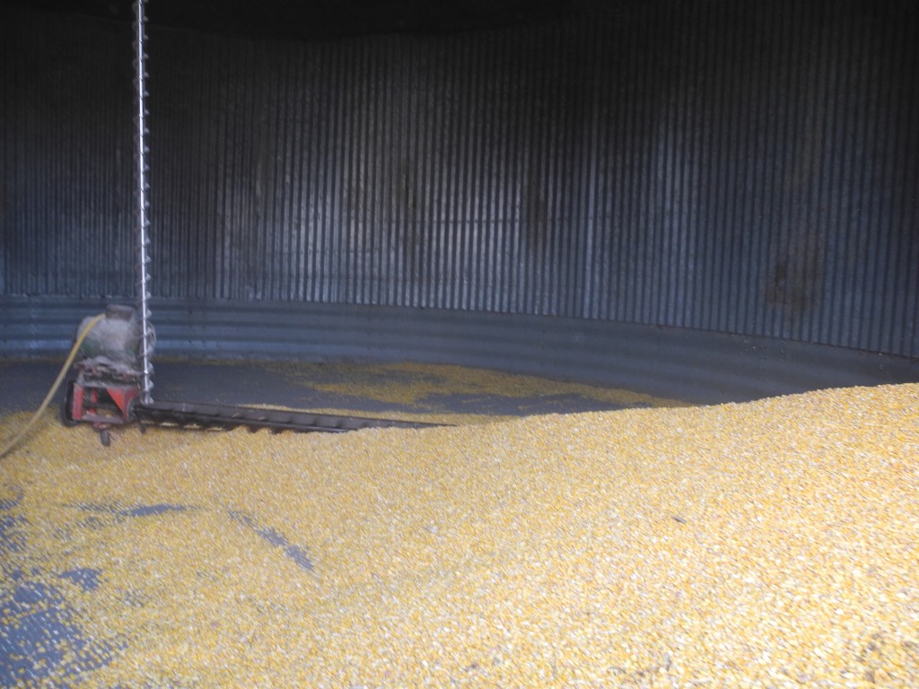The bin is getting pretty empty. Good thing its close to harvest time!