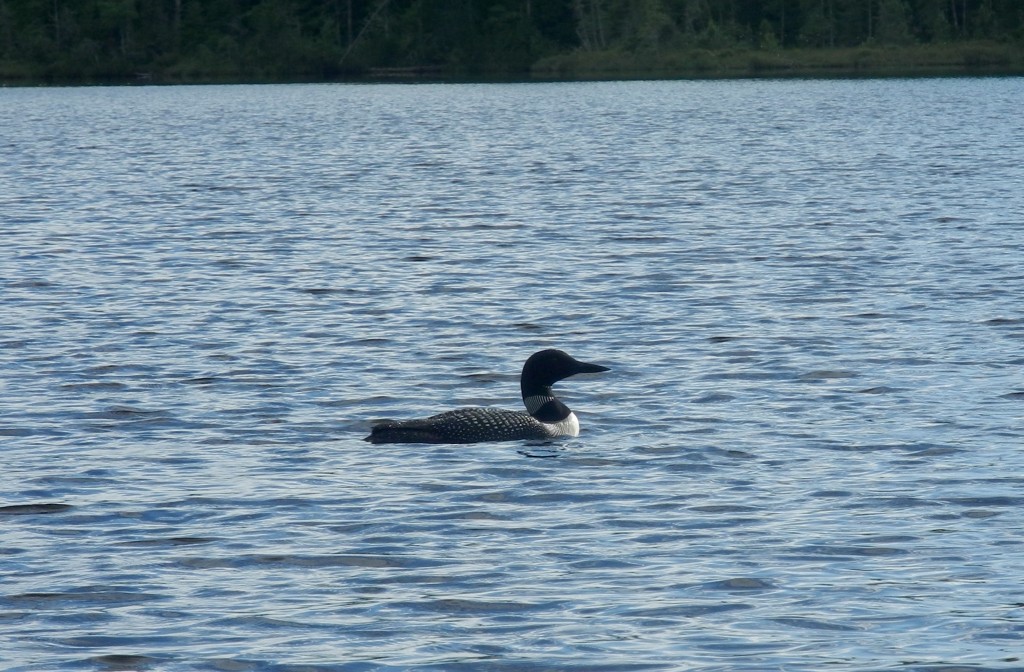 There are normally a pair of Loons on each lake 
