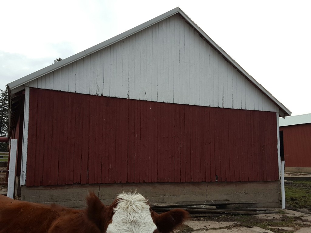 The after picture of the cattle shed ...with Scarlet 